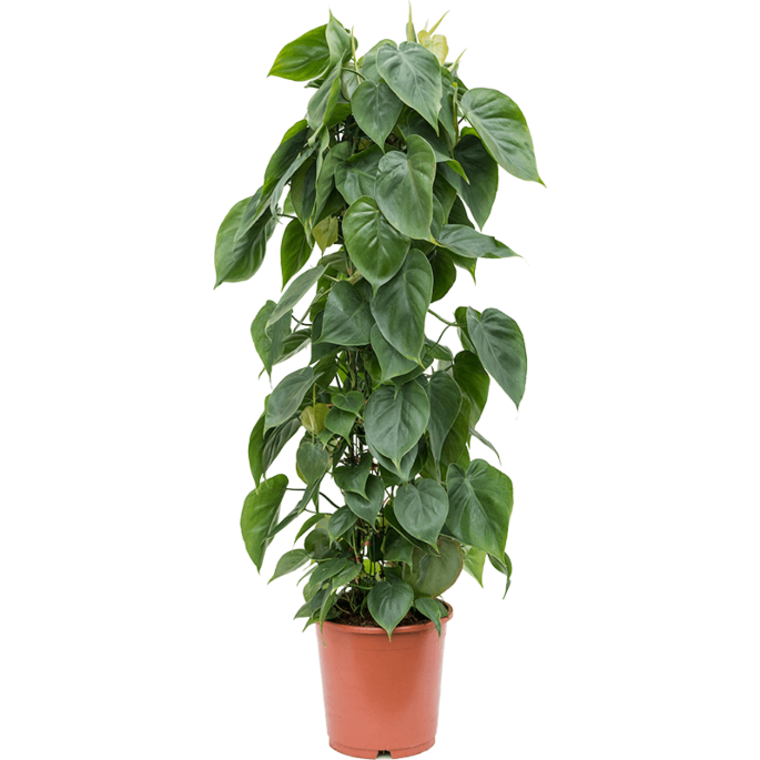 Philodendron Scandens groenblijver voor werkplek