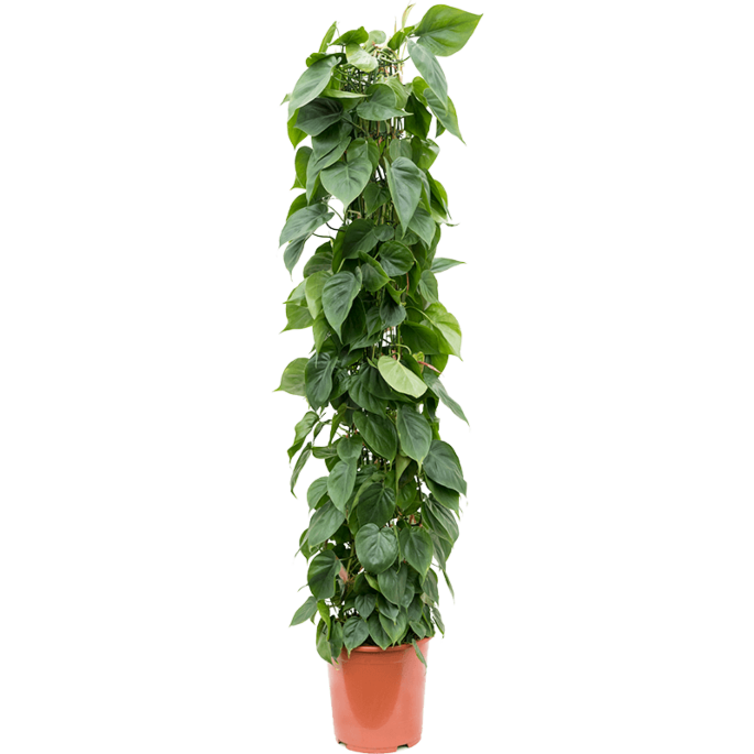 Philodendron Scandens slanke plant werkruimte