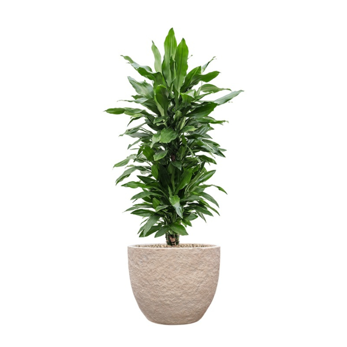 groene kantoorbeplanting in beige steenpot