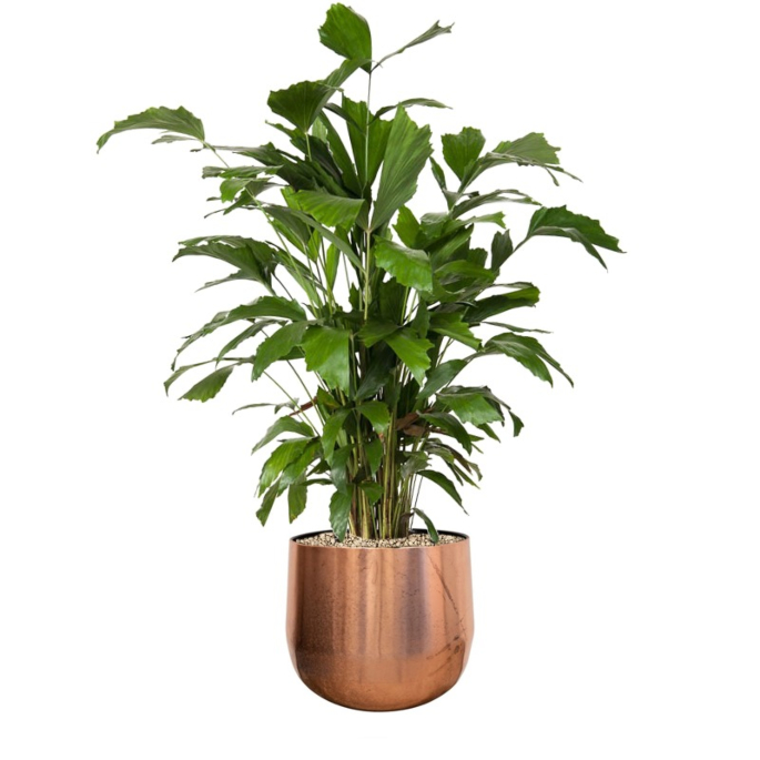 palm voor kantoor met pot
