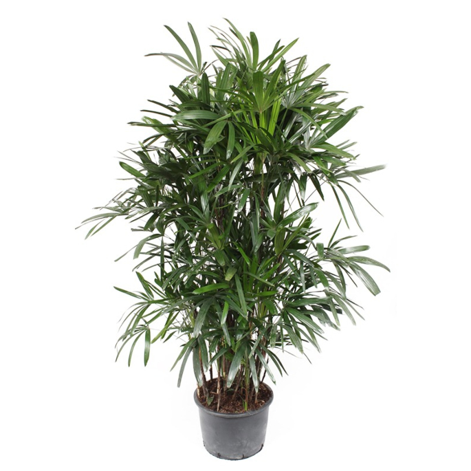 Rhapis palm voor kantoor