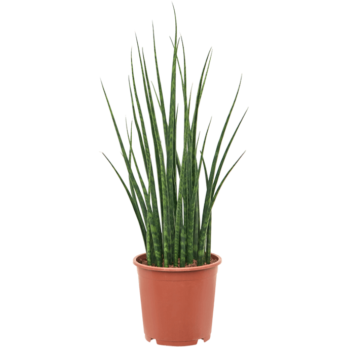 Sansevieria Fernwood Mikado groene sprieten