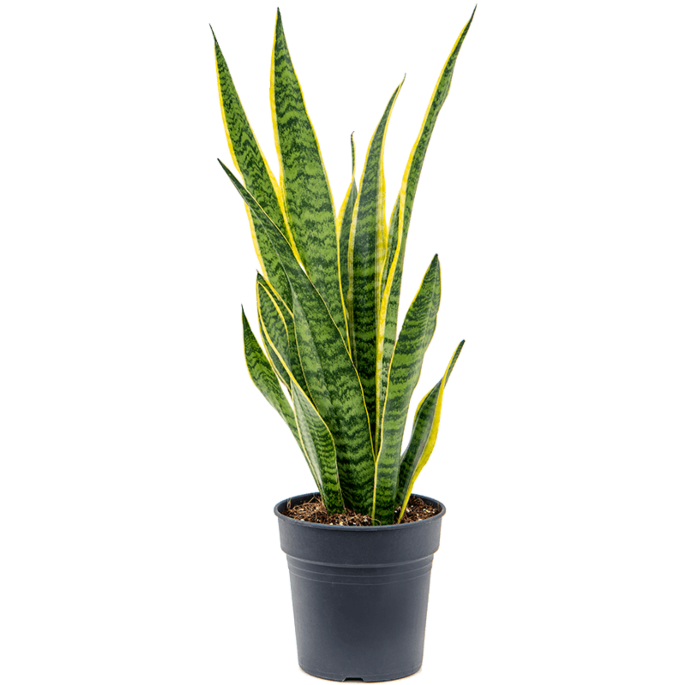 Sansevieria Laurentii onderhoudsvriendelijke blikvanger