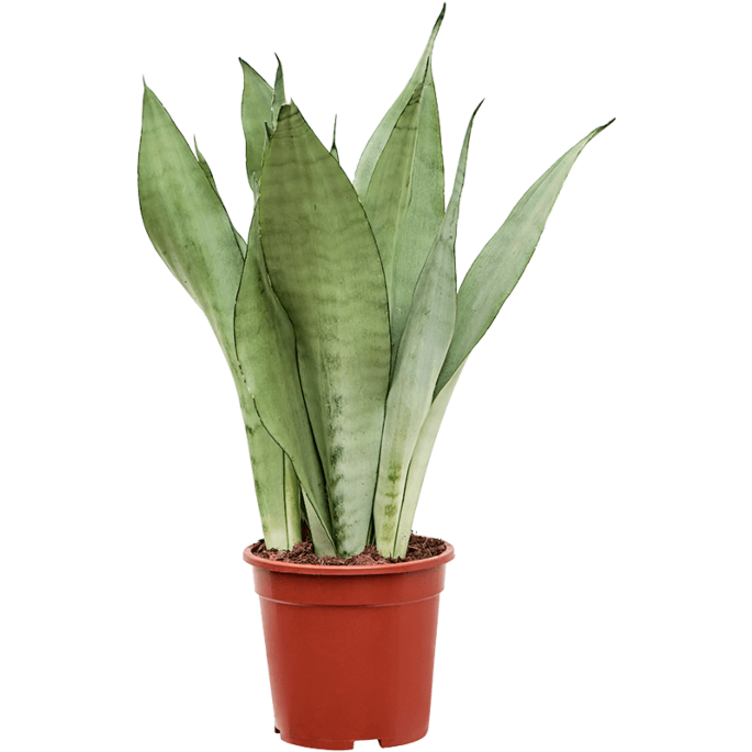 Sansevieria Moonshine zilvergrijze plant