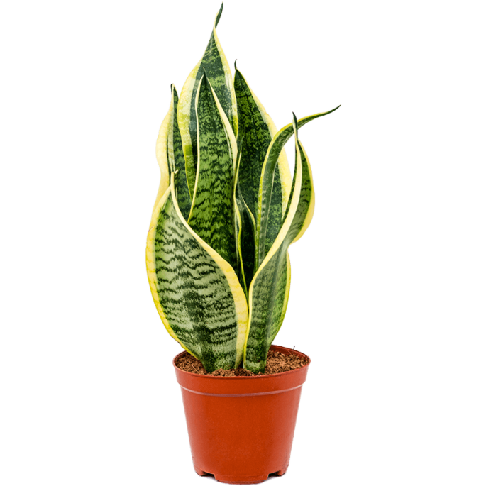 Sansevieria Superba sterke kamerplant