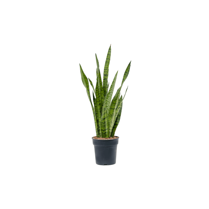Sansevieria Zeylanica sterke plant vensterbank