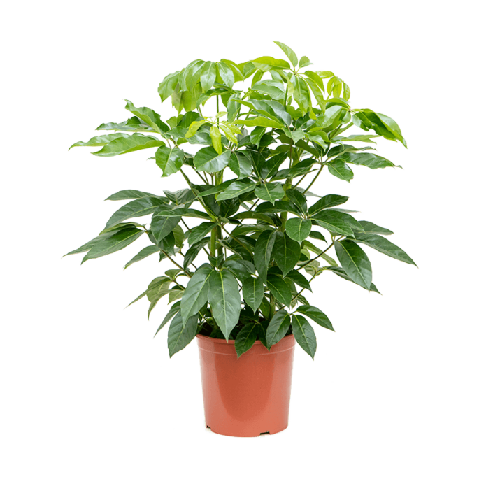 Scheffflera Amate luchtzuiverende plant
