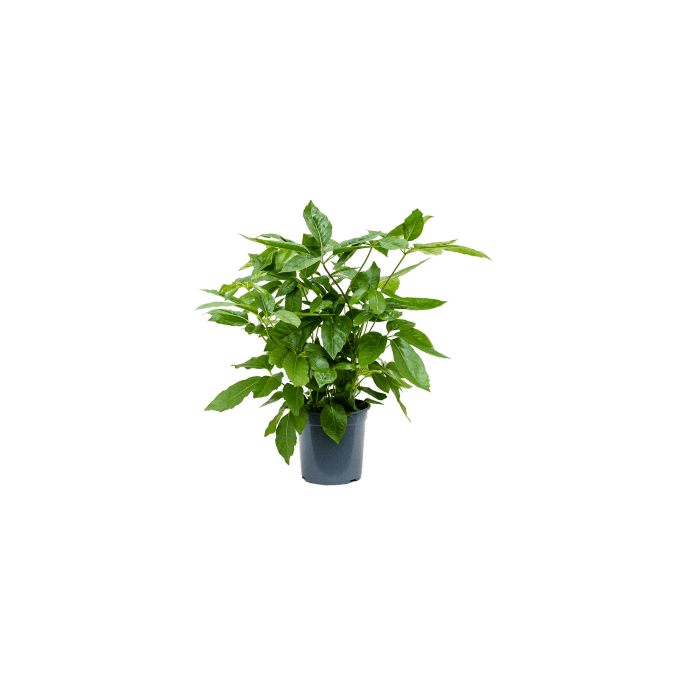 Schefflera Amate volle kamerplant