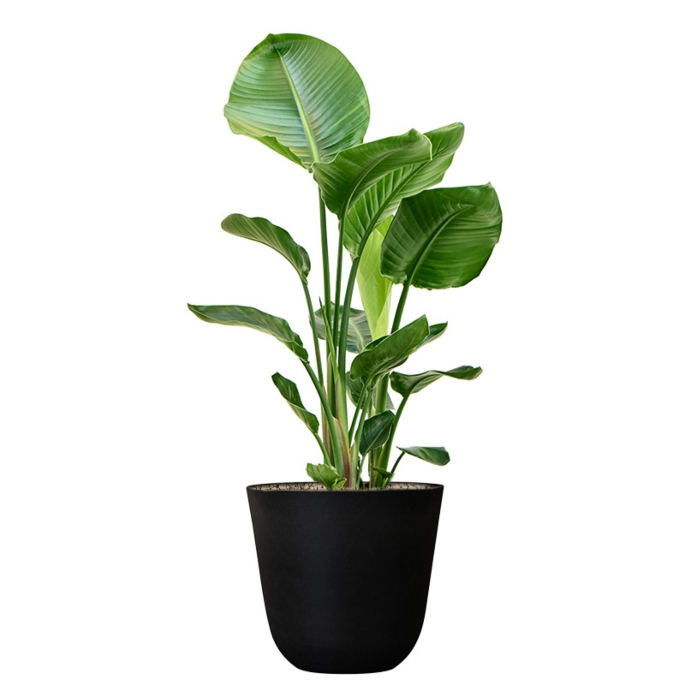 strelitzia voordelige kantoorplant
