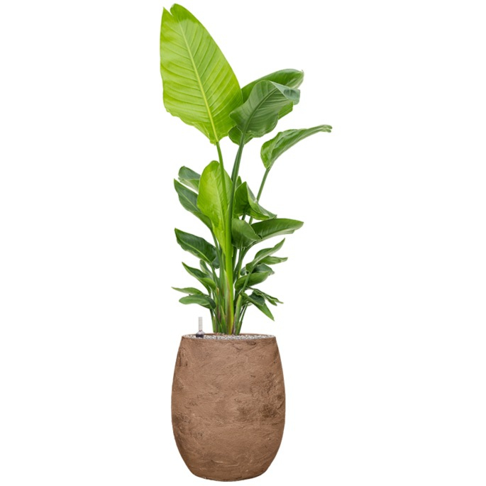 strelitzia weinig water in pot