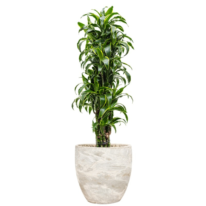chique kantoorplant in pot