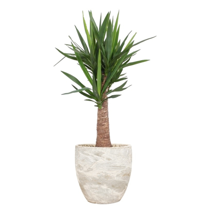 yucca met pot voor kantoor