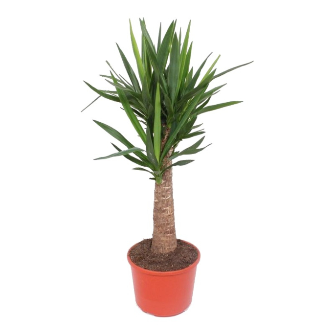yucca rechte stam