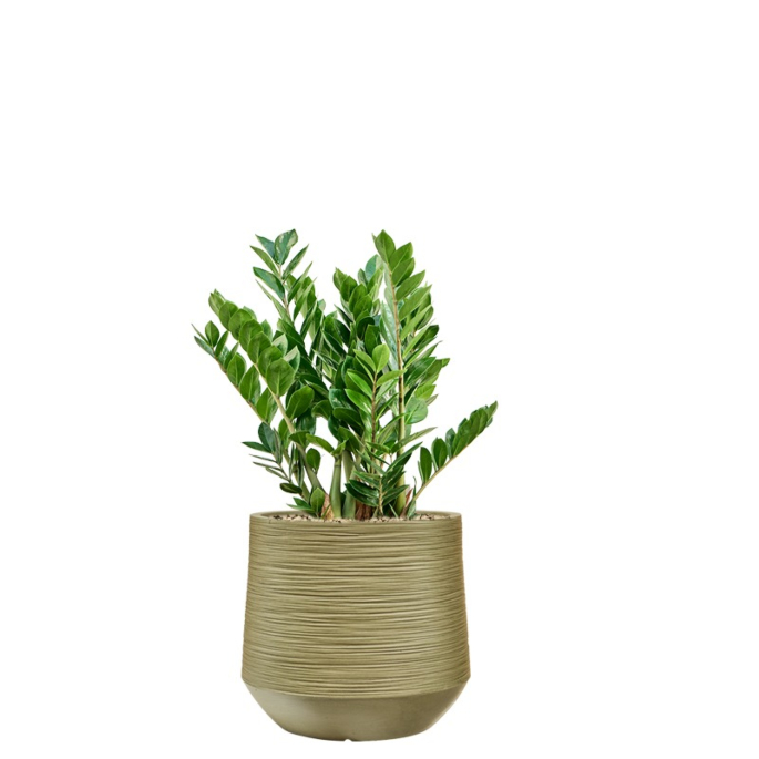 groene pot met zamioculcas
