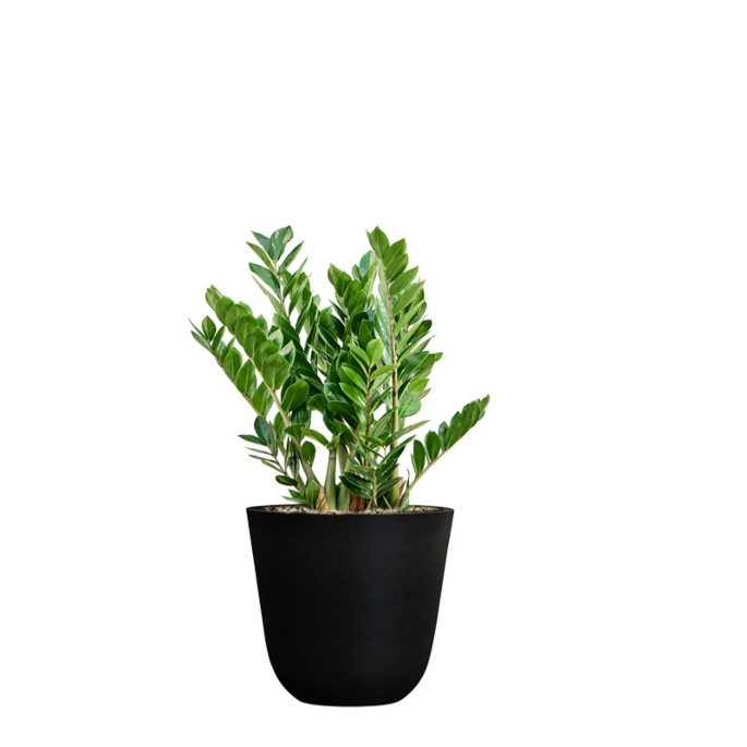 zwarte pot met zamioculcas