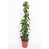 Philodendron scandens 