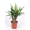 Yucca elephantipes