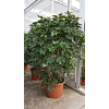 Schefflera 'Compacta'