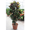 Croton petra