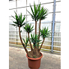 Yucca elephantipes