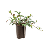 Aeschynanthus marmoratus
