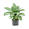 Aglaonema 'Chantal'