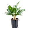 Aglaonema 'Cintho Queen'