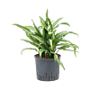 Aglaonema 'Cutlass'