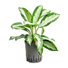 Aglaonema 'Diamond bay'