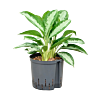 Aglaonema 'Diamond bay'