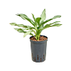 Aglaonema 'Ghost'