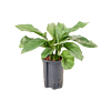 Aglaonema 'Grey'