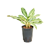 Aglaonema 'Lucky'