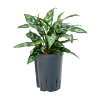 Aglaonema 'Maria'