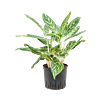 Aglaonema 'Madonna'