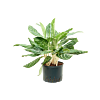 Aglaonema 'Madonna'