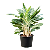 Aglaonema 'Madonna'