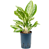 Aglaonema 'Milky way'