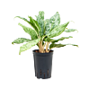 Aglaonema 'Pavo real'