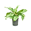 Aglaonema 'Pavo real'