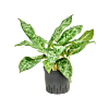 Aglaonema 'Pavo real'