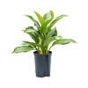 Aglaonema 'Silver Bay'