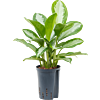 Aglaonema 'Silver Moon'