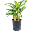 Aglaonema 'Silver Moon'