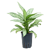 Aglaonema 'Silver Queen'