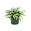 Aglaonema 'Silver Queen'