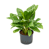 Aglaonema 'Stripes'