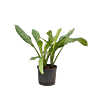Aglaonema 'Stripes'