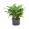 Aglaonema 'Stripes'