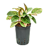 Aglaonema 'White Laksap'